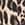 Show Lovely Leopard Tan Border for Product