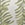 Show CHILL STRIPE CHAMPAGNE for Product