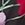 Show RHAPSODY FLORA G BLACK for Product