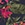 Show LE TIGRE TROPIC NAVY for Product