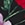 Show RHAPSODY FLORA BLACK for Product