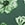Show TROPICAL TRELLIS GREEN for Product
