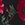 Show RHAPSODY FLORA BLACK for Product