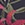 Show LE TIGRE FLORA MINI NAVY for Product
