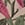 Show LE TIGRE FLORA MINI PEACH for Product