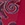 Show Ruby/Majestic Plum for Product