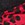 Show Red Leopard for Product