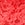 Show RED DAHLIA MULTI PACK for Product
