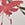 Show LE TIGRE FLORA MINI CH for Product