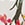 Show LE TIGRE FLORA CHAMPAGNE for Product