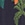 Show MIDNIGHT FLORA MIDNIGHT S for Product