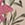 Show LE TIGRE FLORA MINI PEACH for Product