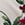 Show RHAPSODY FLORAL SUGAR for Product