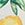 Show Lemon Citrus Ivory for Product