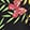 CELESTIAL GARDEN BLACK