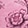 JULIET SKETCHES MINI ROSE