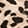 SPOTTED BLACK