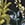OASIS PALMS G BLACK/WS