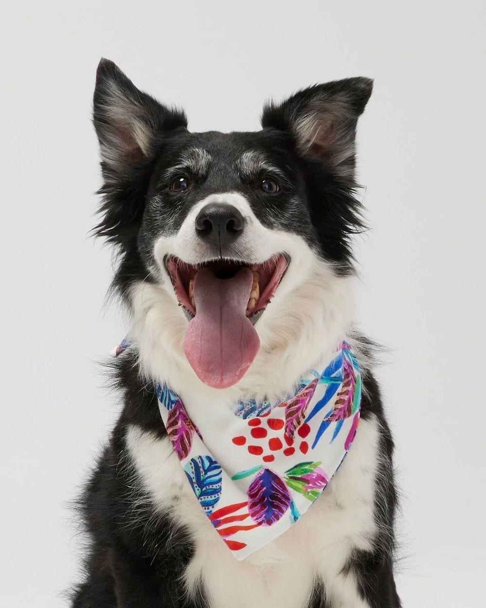 Pet Bandana