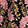 ECLIPSE FLORAL BLUSH/BLK