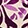 ISLAND MOSAIC ORCHID DAZE