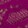 MAGENTA ORCHID