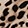 SPOTTED BLACK