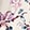 FLORENCE FLORAL CHAMPAGNE
