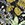 OASIS PALMS BLACK/WS