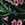 PASSAGE FLORAL BLACK