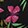 CELESTIAL GARDEN M BLACK