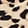 SPOTTED BLACK