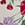 RHAPSODY FLORA M SUGAR