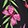CELESTIAL GARDEN BLACK