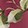 SONGBIRD FLORAL G ROSE