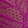 MAGENTA ORCHID