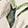 TROPICAL ESSENCE WHITE SM