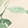 TROPICAL ESSENCE WS