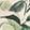 TROPICAL ESSENCE GRAND WS