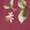 SONGBIRD FLORAL G ROSE