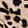 SPOTTED BLACK