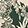 RAINFOREST PETALS P B GR