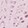 LILAC TINT