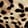 SPOTTED BLACK