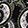 PASSION PAISLEY BLK/GRN