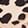 SPOTTED BLACK