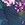 DRAMA BLOOMS MID FOREST