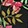 CELESTIAL GARDEN M BLACK