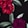 TRAILING VINES BLACK