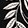 ECLIPSE FLORAL BLACK